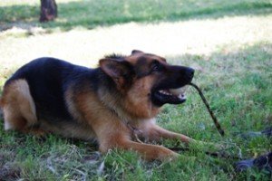 Jasko 024